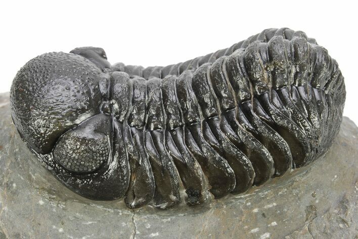 Detailed Austerops Trilobite - Ofaten, Morocco #224932